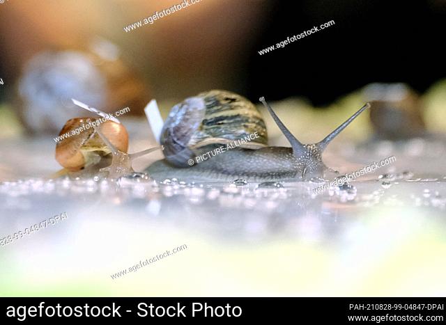 28 August 2021, Lower Saxony, Oldenburg: Snails crawl in the snail race to compete. Several snails competed against each other in this contest