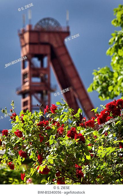 blooming red roses in front of shaft tower of the coal mine Schlaegel und Eisen 3/4/7 , Germany, North Rhine-Westphalia, Ruhr Area, Herten