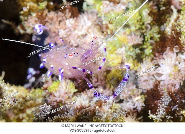 Sarasvati anemone shrimp, Ancylomenes sarasvati, Lembeh Strait, North Sulawesi, Indonesia, Pacific