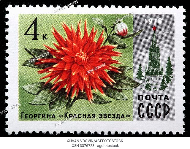 Dahlia ""Red Star"", postage stamp, Russia, USSR, 1978