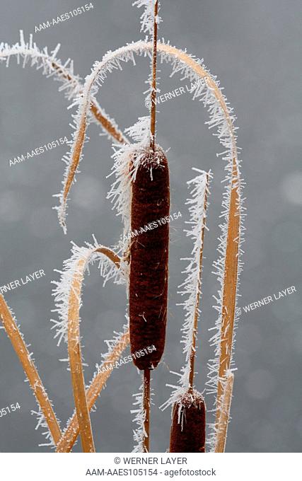 Frost on Broadleaf Cattail (Typha latifolia)