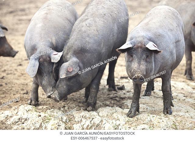 Black Iberian pigs running free. Badajoz province, Extremadura, Spain