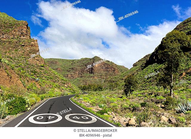 Road through the Barranco de Guayadeque canyon near Agüimes, Gran Canaria, Canary Islands, Spain