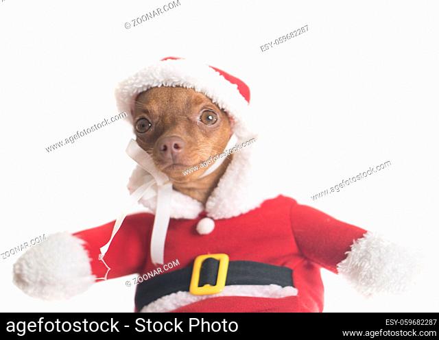 Closeup of cute miniature ginger pinscher in Santa Claus costume isolated over white wall background