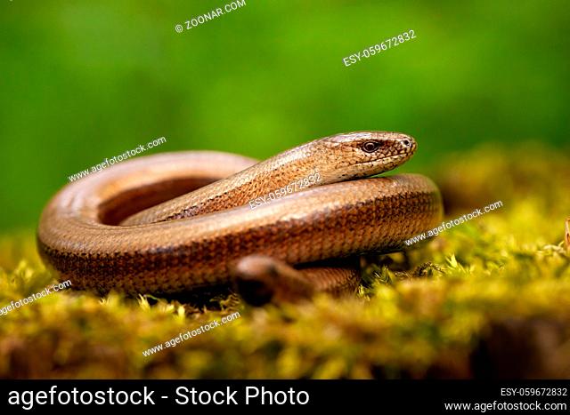 Twisted slowworm, anguis fragilis, basking on a green mossy rock in springtime nature. Wild animal resting on the ground from close-up