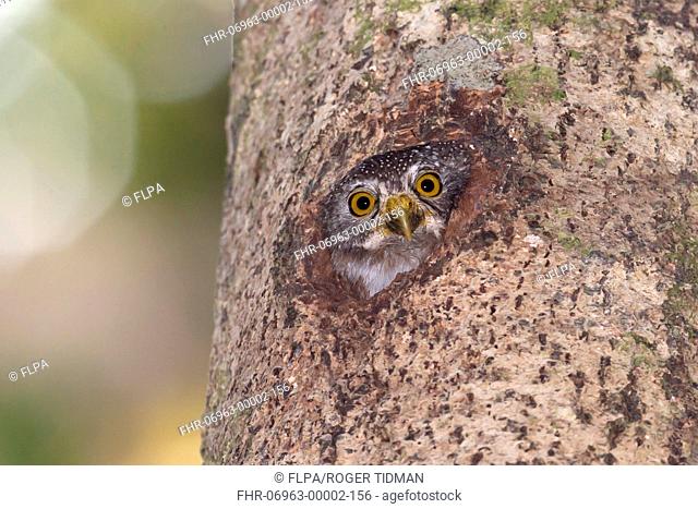 Amazonian Pygmy-owl (Glaucidium hardyi) adult, looking out from nesthole in tree trunk, Peruvian Amazon, Peru, September