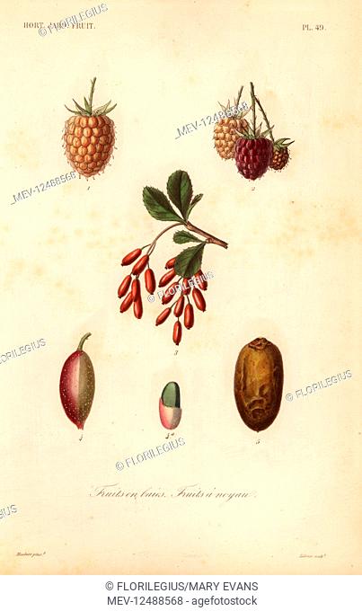 Fruits, nuts and berries, fruits en baies, fruits a noyau. Strawberry, Fragaria anannasa 1, raspberry, Rubus ideaus 1, 2, barberry, Berberis vulgaris 3