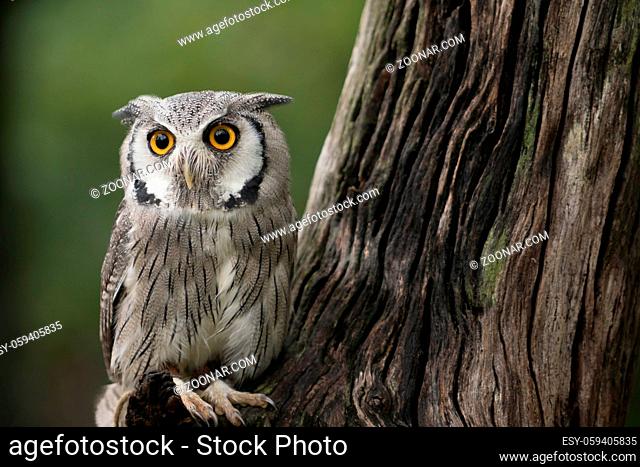 Close up of a small white-faced scops owl resting on a branch