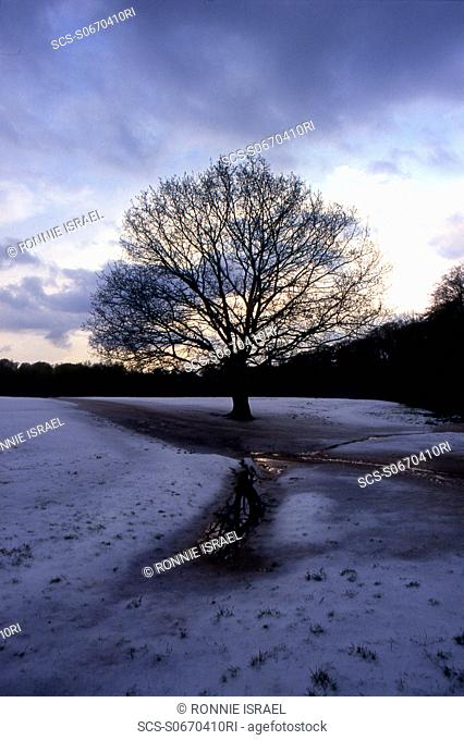 Kenwood Snow is melting tree sits proudly Hampstead Heath, London, UK