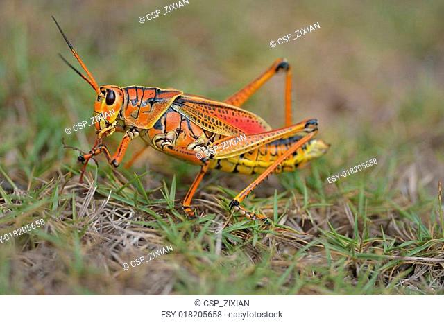 southeastern lubber grasshopper