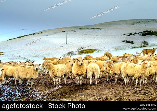 A flock of sheep on a wintery hillside in Scotland