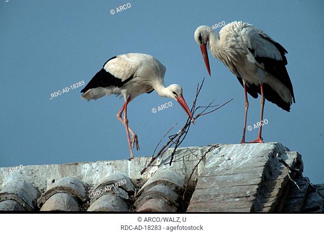 White Storks, Alfaro, Spain, Ciconia ciconia
