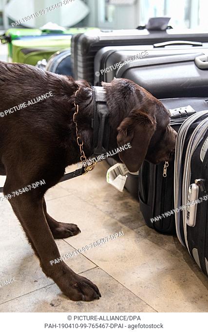 10 April 2019, Bavaria, Nürnberg: The Labrador Zoll-Spurhündin Mia sniffs at the airport Nuremberg in the context of a presentation of the customs and Federal...