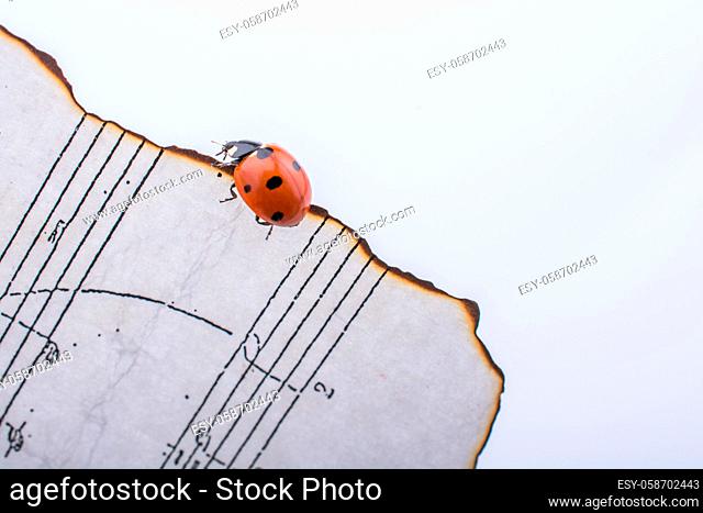Beautiful photo of red ladybug walking on burnt paper
