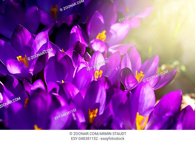 macro of some purple crocuses in spring
