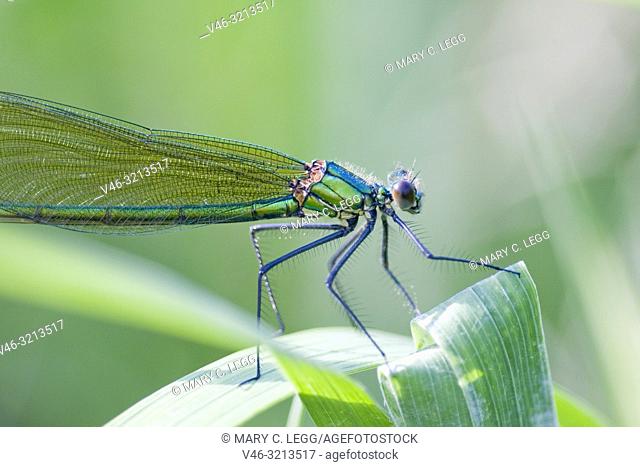Female Banded Demoiselle, Calopteryx splendens. Showy metallic blue damselfly that inhabits slow moving rivers, streams. Females are metallic green