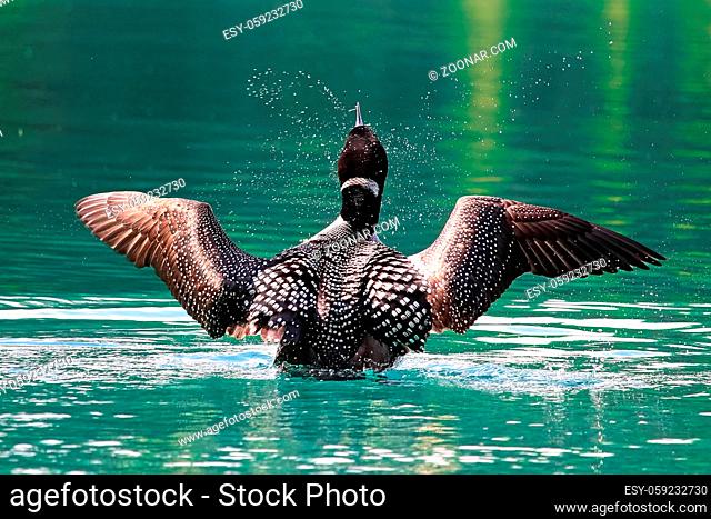 The back view of a loon as it breaches the water to dry it's wings