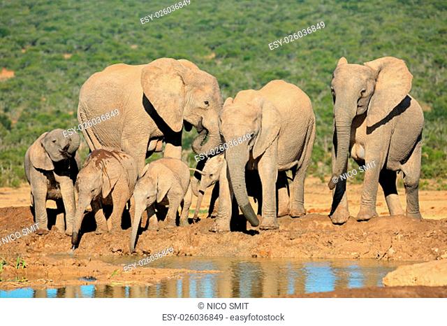 Family of African elephants (Loxodonta africana) at a waterhole, Addo Elephant National Park, South Africa