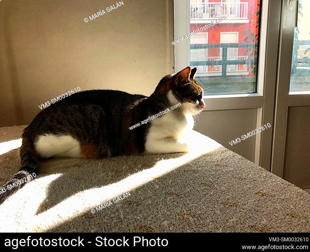 Cat sunbathing by a closed window