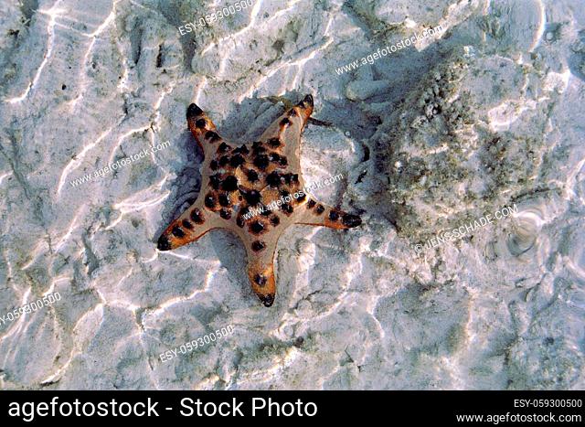 starfish in the Philippines