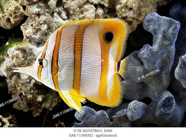 Copperband butterflyfish or Beak coralfish (Chelmon rostratus), Chaetodontidae, in aquarium