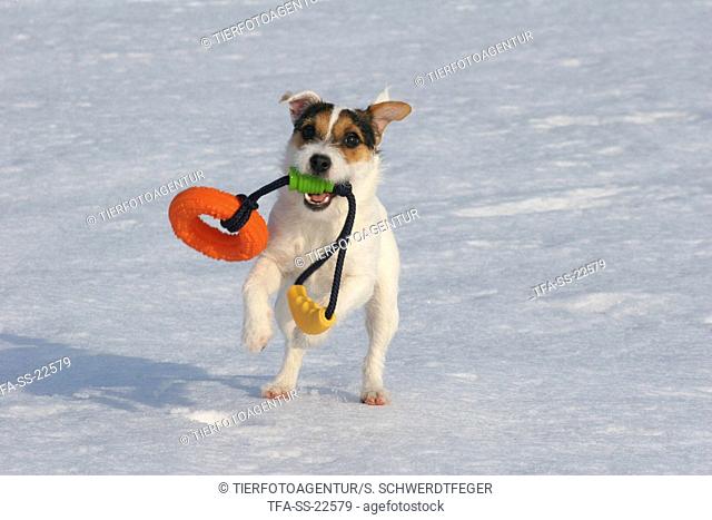 young Parson Russell Terrier plays in the snow