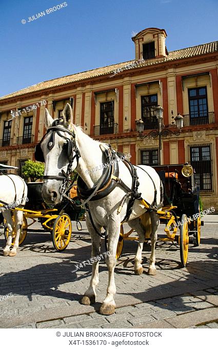 Horses waiting in the hot midday sun to carry tourists in carriages around the streets of Seville, Spain