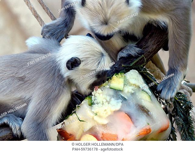 Hanuman langurs enjoy a refreshing 'ice bomb' filled with fruits and vegetables in Hanover, Germany, 02 July 2015. The small monkeys with the black faces have...