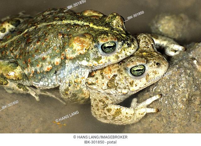 Natterjack toad (Bufo calamita) pairing