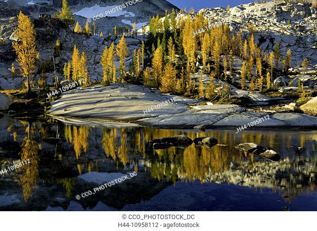 Fall larch reflecting in a pond in the Alpine Lakes Wilderness Enchantments section. Washington. USA