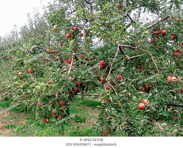 apple orchard