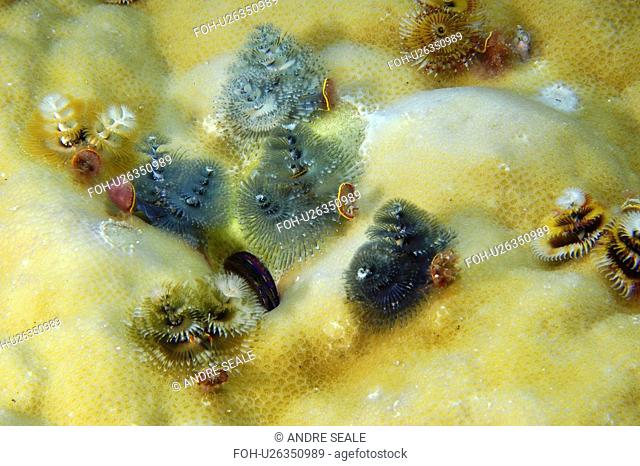Christmas tree worms Spirobranchus giganteus on Lobe Coral Porites lobata Namu atoll, Marshall Islands N. Pacific