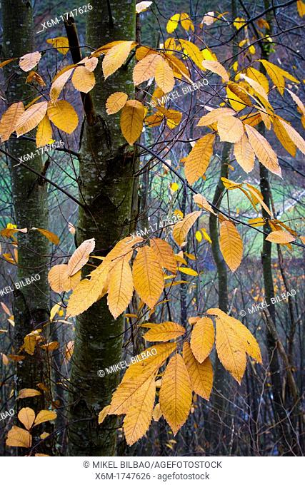 Sweet chesnut Castanea sativa leaves in autumn  Alba river route  Sobrescobio  Redes Natural Park  Asturias, Spain