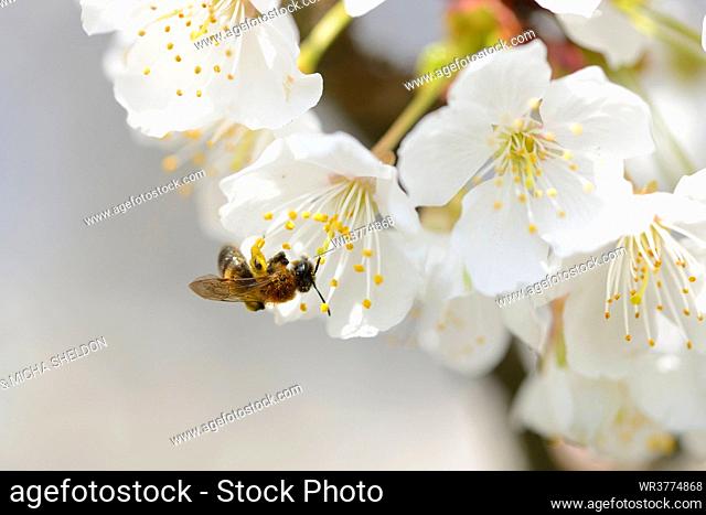 Honey bee on wild cherry blossom