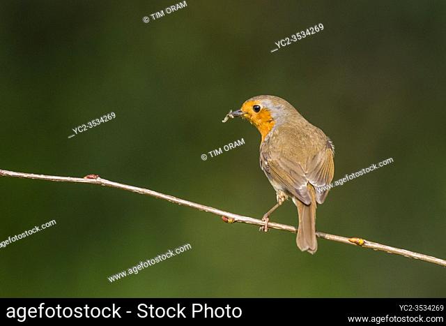 A Robin (Erithacus rubecula) in the Uk