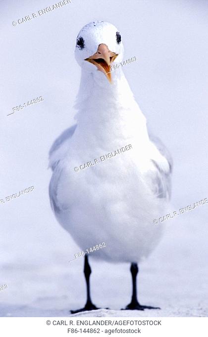 Royal Tern (Sterna maxima). Florida. USA