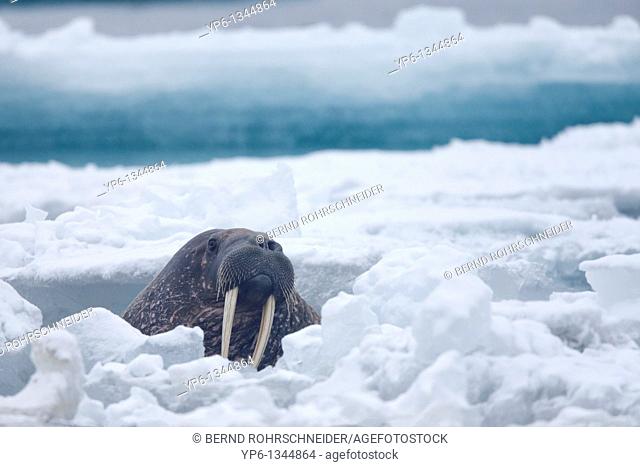 Walrus, Odobenus rosmarus, swimming between ice floes in Arctic Sea, Spitsbergen, Svalbard