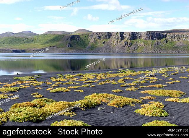 Salt-tolerant plants (halyphytes) in the bay near Lonslon in the north of Iceland