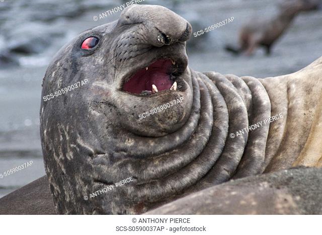 Bull Southern Elephant Seal, Mirounga leonina, South Georgia, South Atlantic Ocean