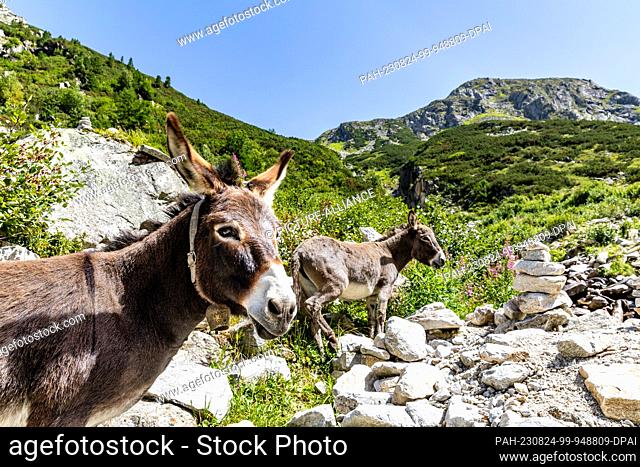 24 August 2023, Austria, Brandberg: Donkeys graze along a hiking trail at the Zillergrund reservoir on richly overgrown mountain slopes at ""Klein Tibet""