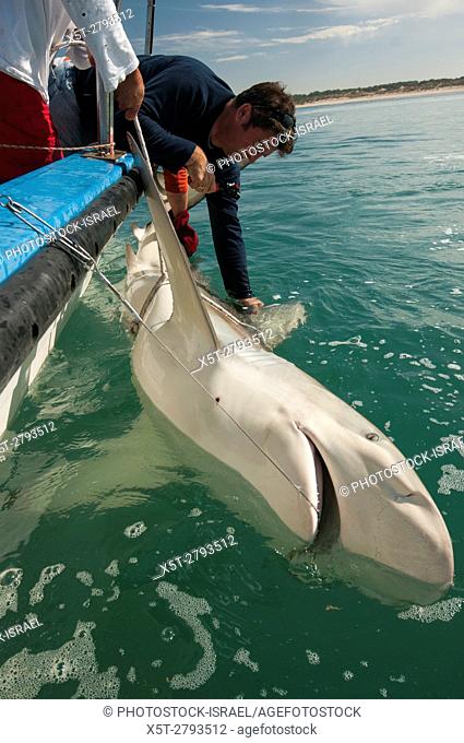 Researchers are tagging a sandbar shark (Carcharhinus plumbeus) in the Mediterranean sea. In recent years this shark has become more common in the Mediterranean...