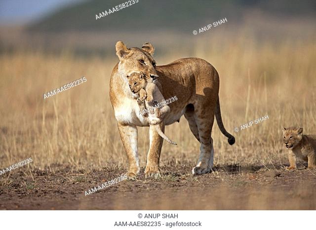 Lioness carrying her cub aged 2-3 months while another follows (Panthera leo). Maasai Mara National Reserve, Kenya. August 2009