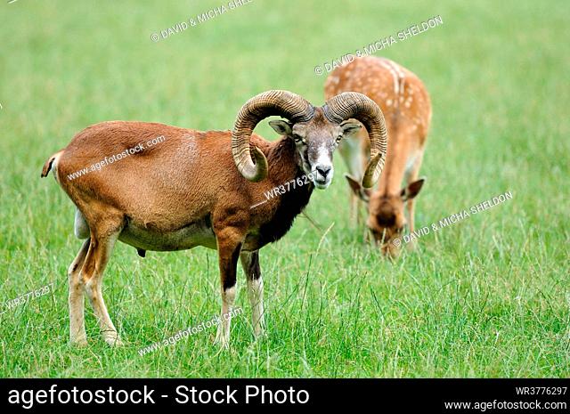 European mouflon (Ovis orientalis musimon) and deer standing in meadow
