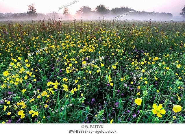 tall buttercup, upright meadow crowfoot (Ranunculus acris), meadow with buttercup in morning mist, Belgium
