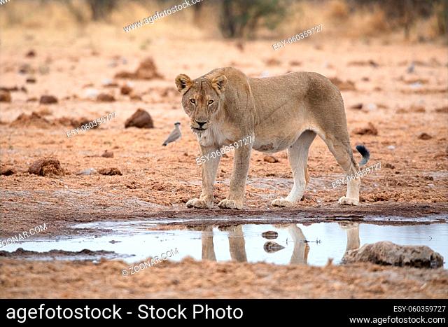 Lioness at Etosha National Park, Namibia