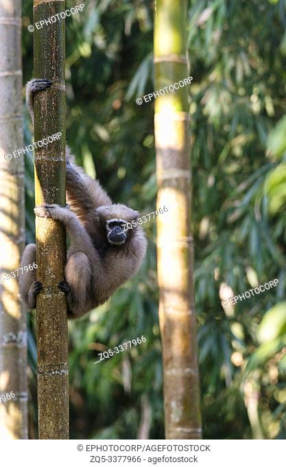 Female Hoolock Gibbon at Tinsukia in Assam, India