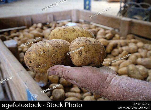 produccion de patatas, Viuda de Antonio Serra, sa Pobla, Mallorca, balearic islands, Spain