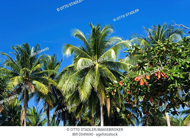 Coconut palms on the beach, Andaman Beach, Ko Jum or Koh Pu island, Krabi, Thailand, Southeast Asia