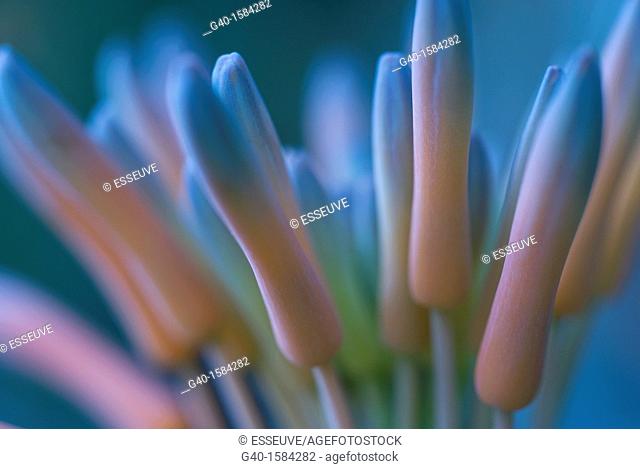 Aloe Ferox Flowers