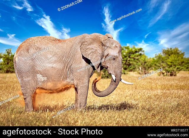 Elefant, Etosha-Nationalpark, Namibia, (Loxodonta africana) | elephant, Etosha National Park, Namibia, (Loxodonta africana)